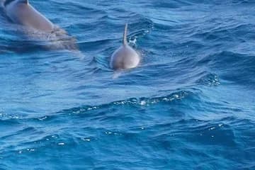 Doiphin Trip With Banana Boat vip - Image 3