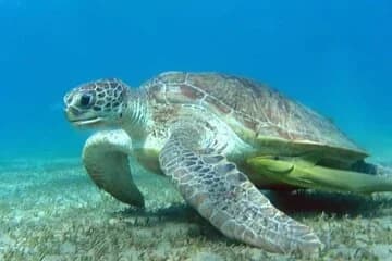Royal Sea Scope Semi Submarine - Marsa Alam - Image 4