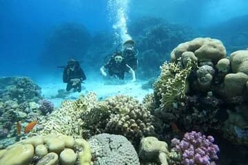 Scuba Diving Experience in Hurghada with Lunch - Image 2