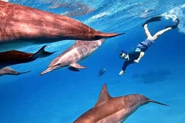 Sataya Dolphin House Snorkel Trip - Marsa Alam - Image 2