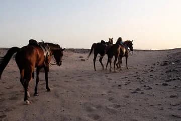 Horse Riding on Hurghada Desert and Beach - Image 4