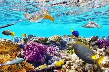 Tiran Island Snorkeling Excursion - Image 1