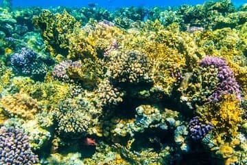 Tiran Island Snorkeling Excursion - Image 2