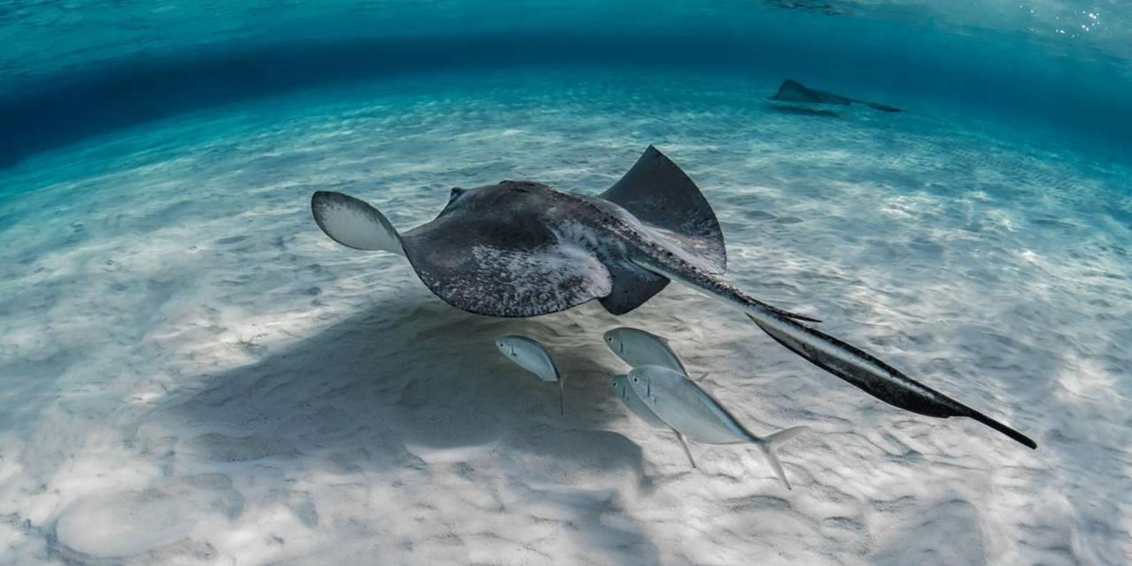 From Hurghada: Orange bay Snorkeling Cruise with Lunch