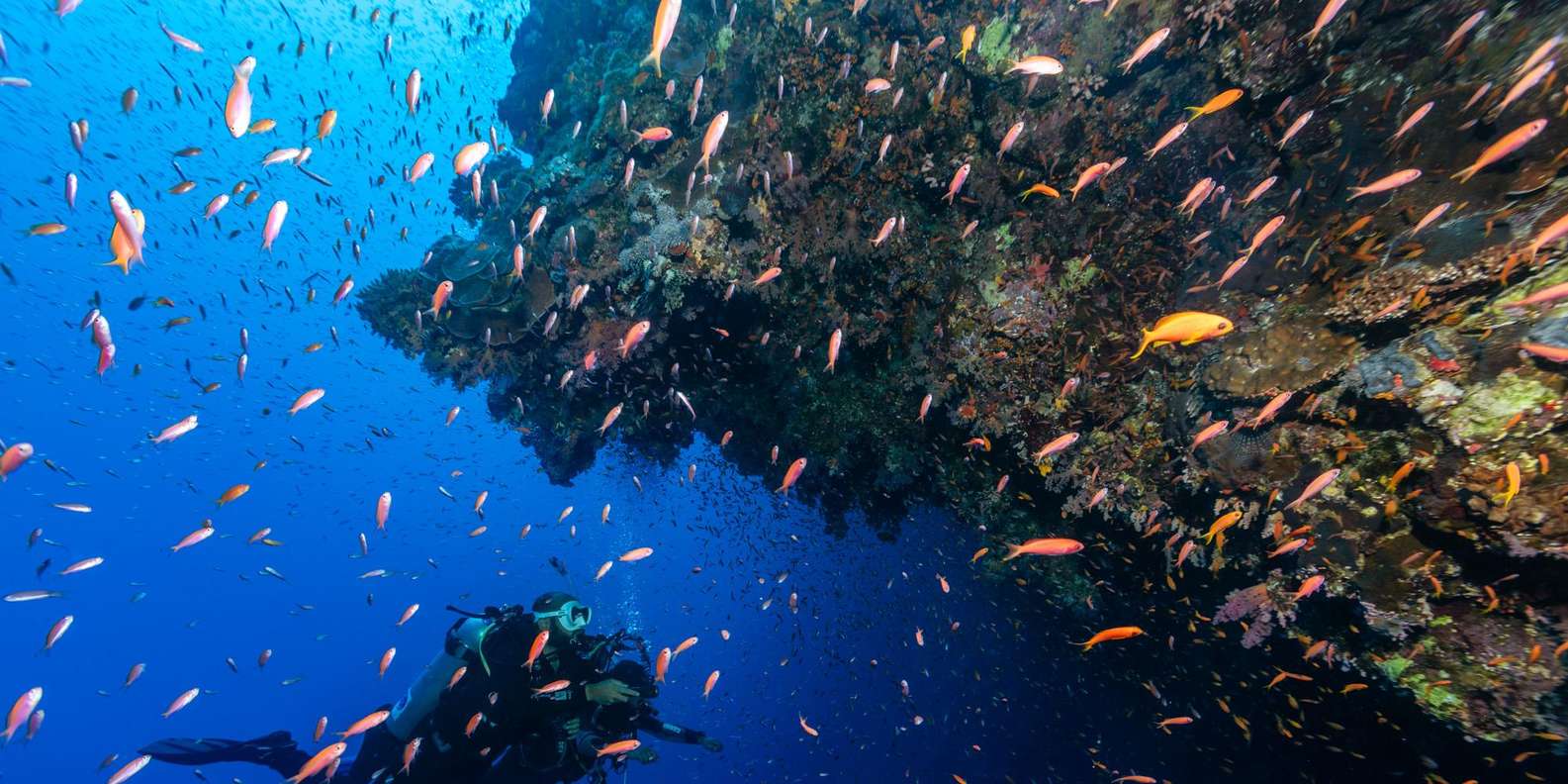 Dahab: Blue Hole Snorkelling and Camel Ride Day Trip