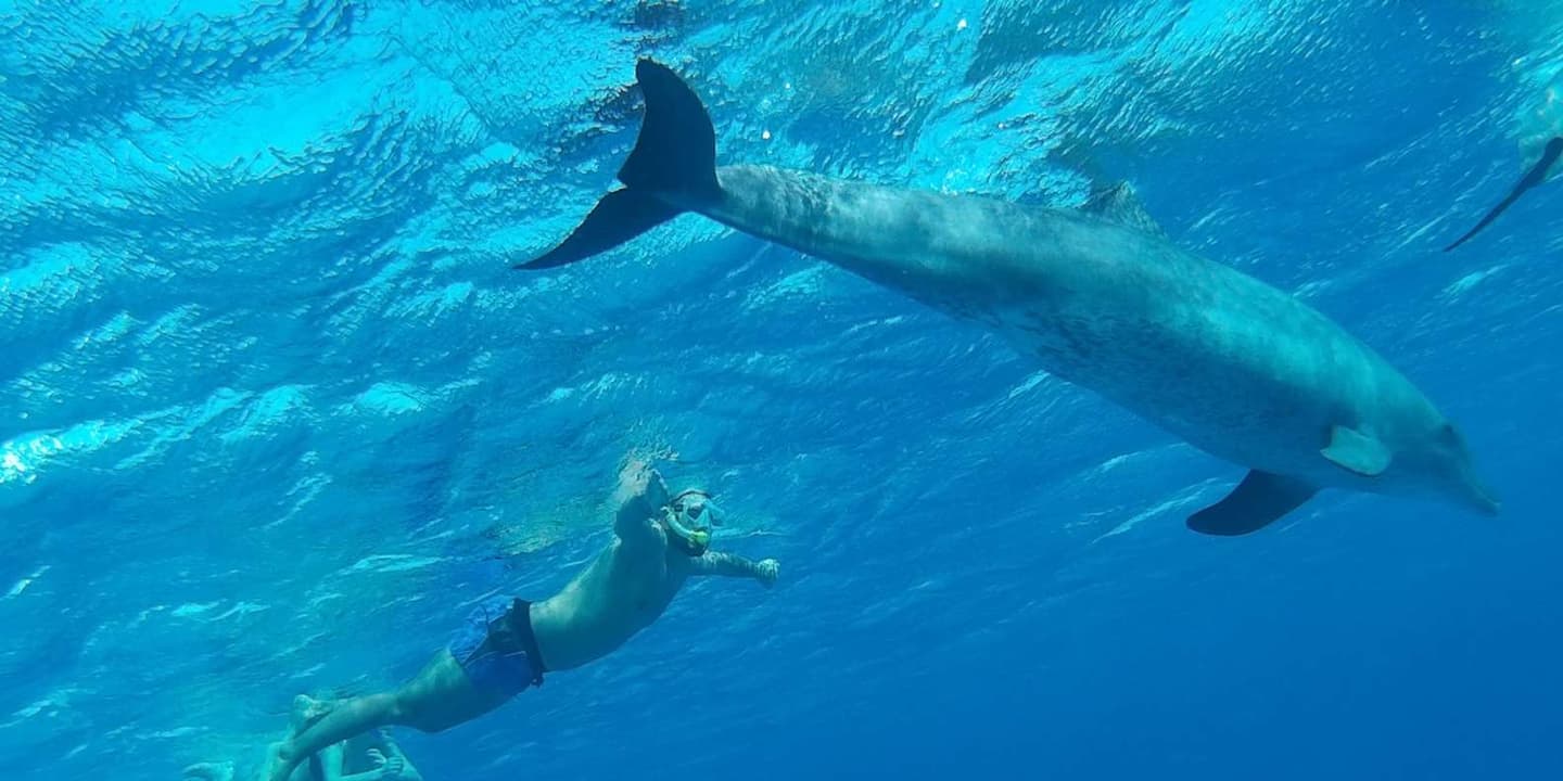 Hurghada: VIP Dolphin House, Snorkelling & Massage