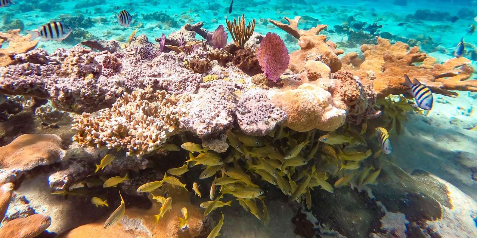 Hurghada: Day Snorkeling with Dolphins