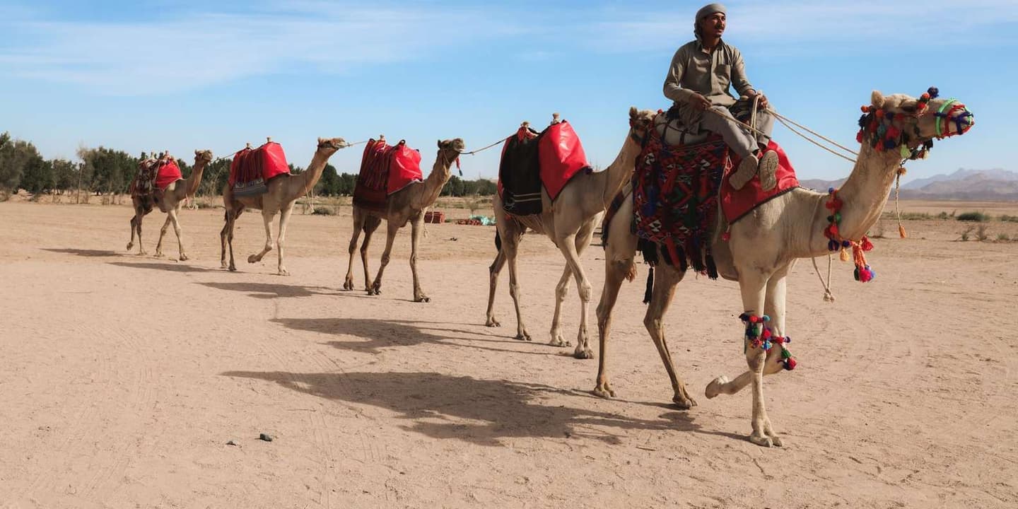 Hurghada: Oasis Sunset Camel Ride & Stargazing