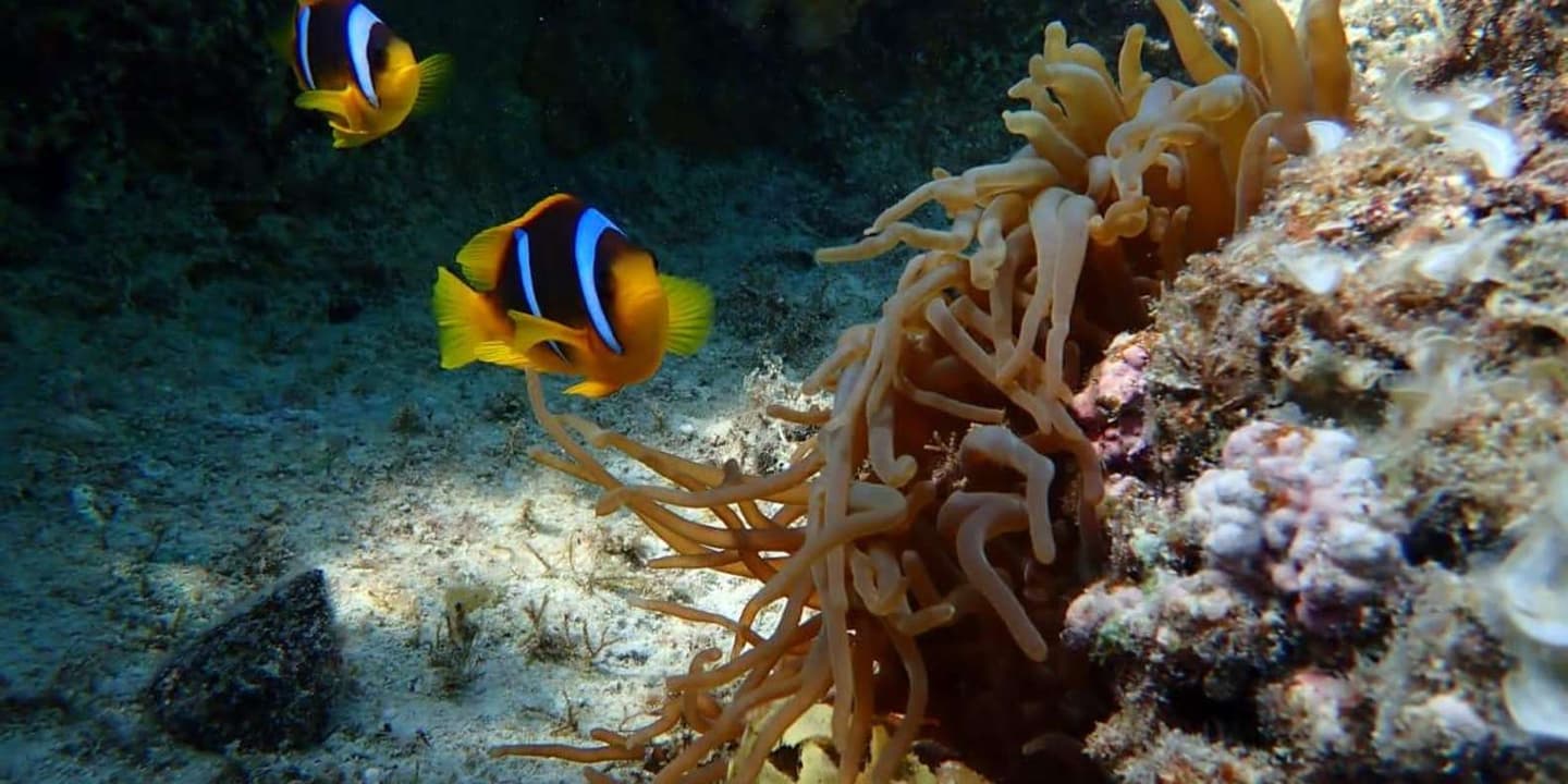 Hurghada: Private Speedboat to Magawish Island