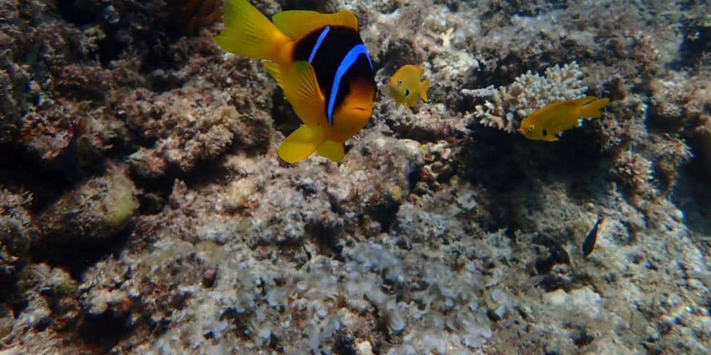 Hurghada: Private Speedboat to Magawish Island