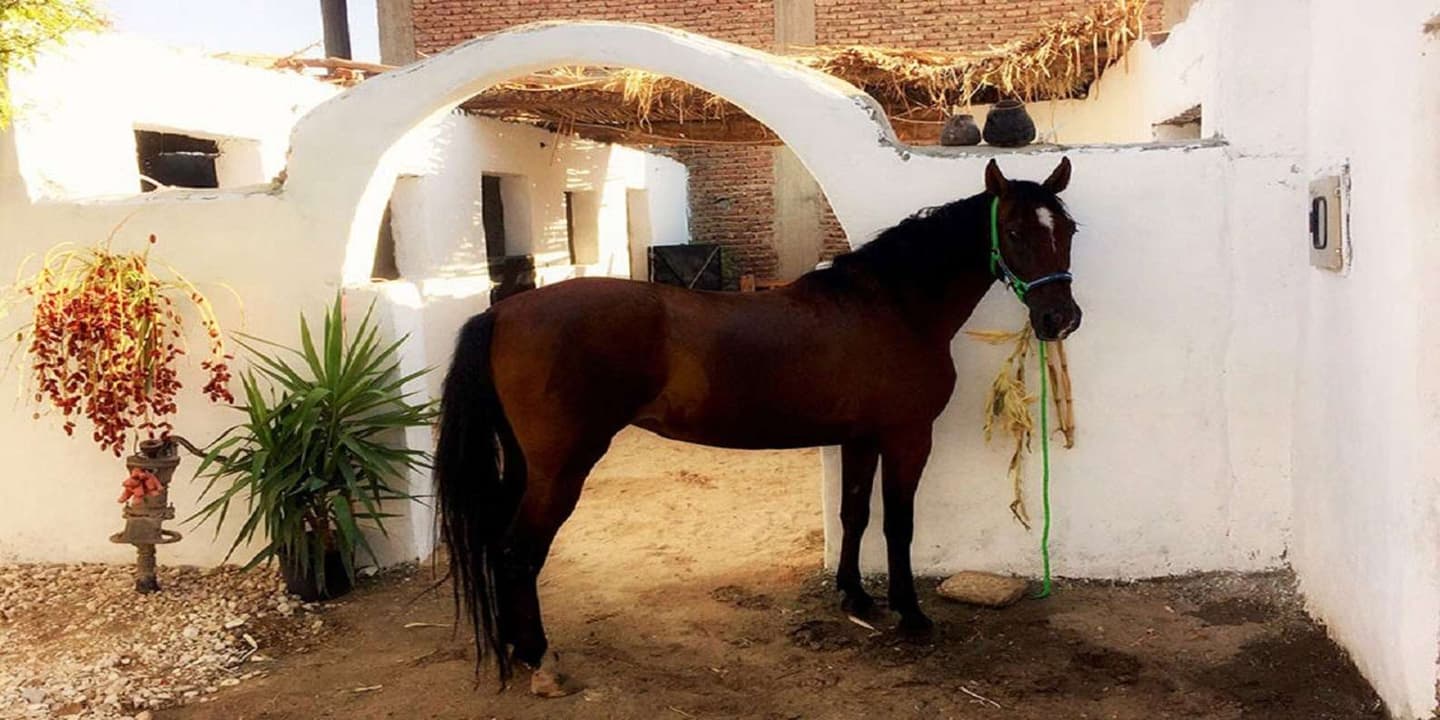 Luxor: Scenic Camel or Horse Ride