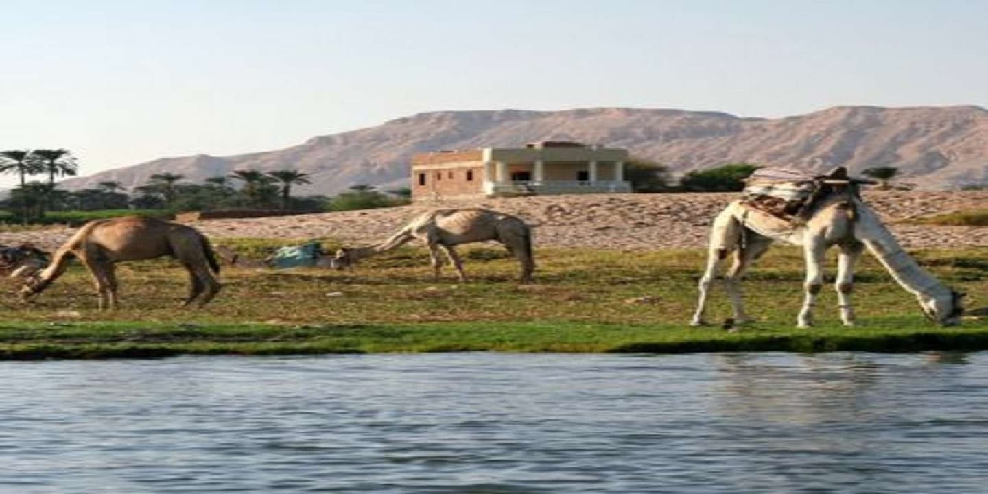 Luxor: Scenic Camel or Horse Ride