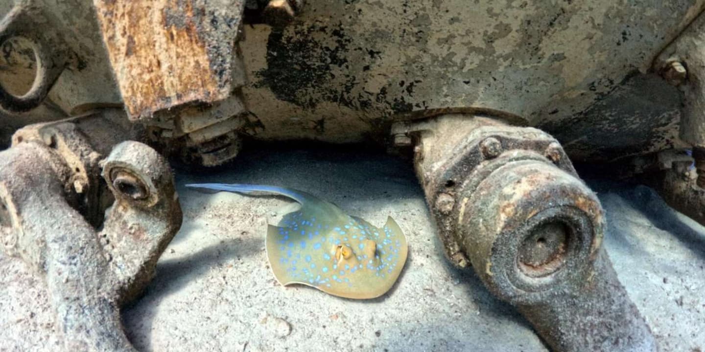 Hurghada: Red Sea Military Museum scuba dive