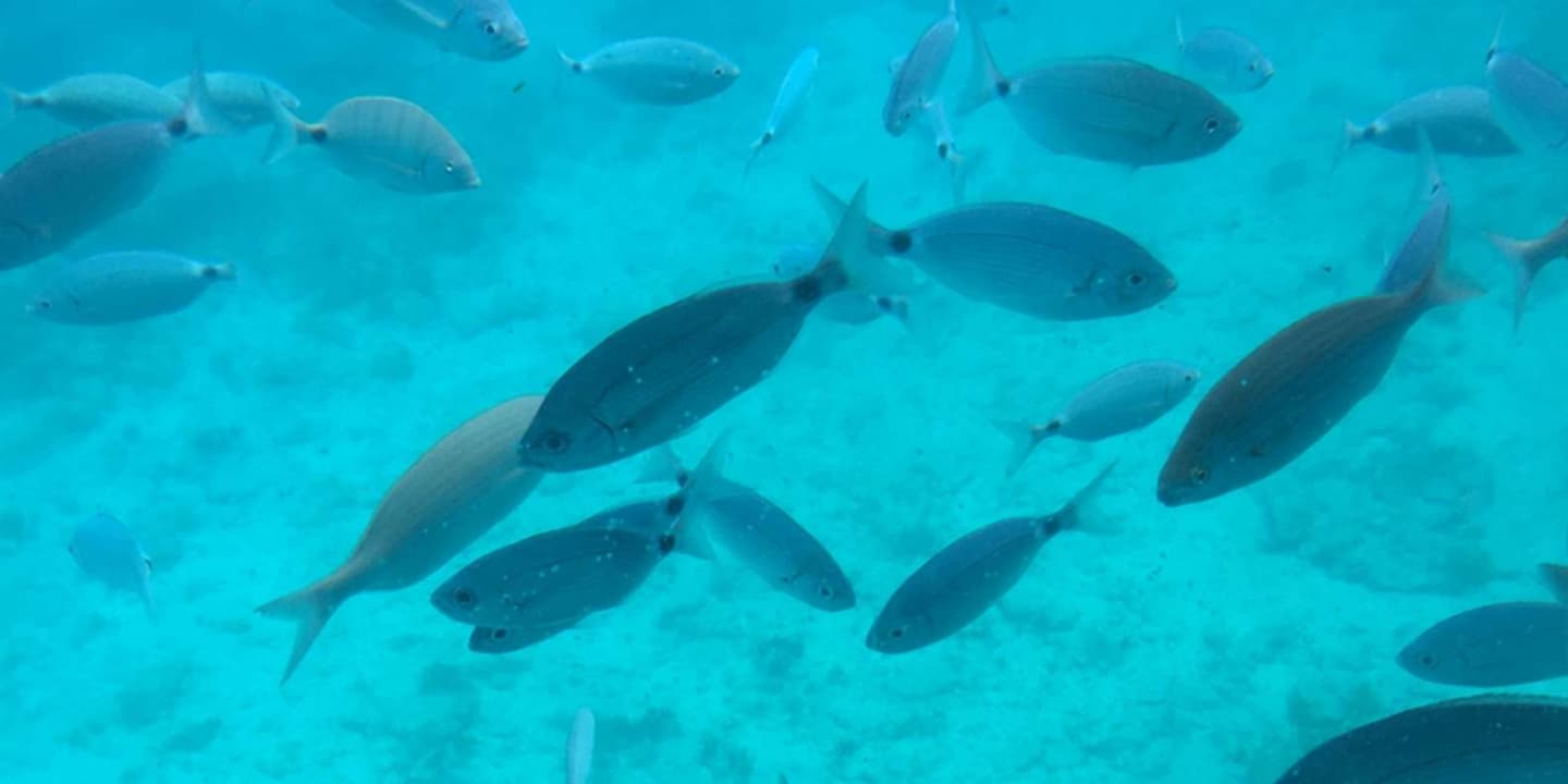 Sharm El Sheikh: Glass-Bottom Boat Adventure + Transfer