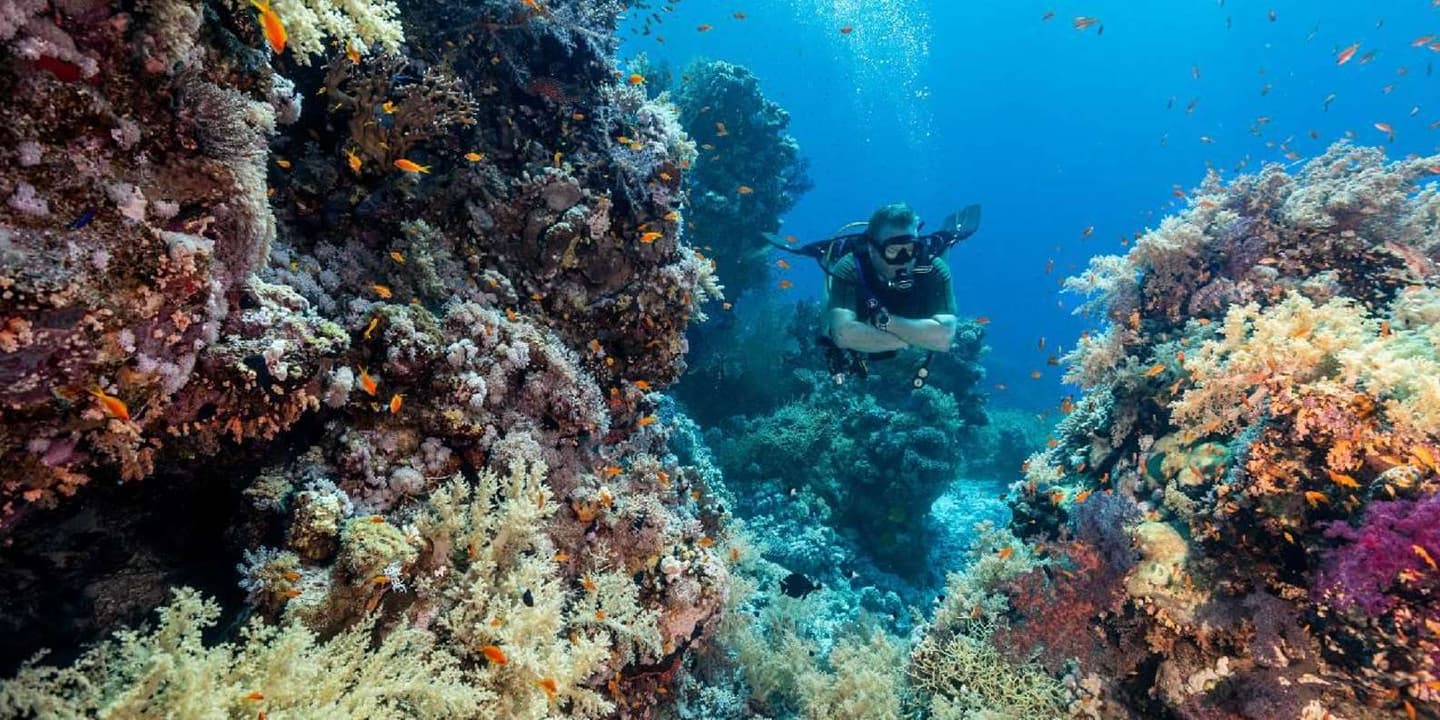 Sharm El Sheikh: Guided Shore Scuba Diving Adventure