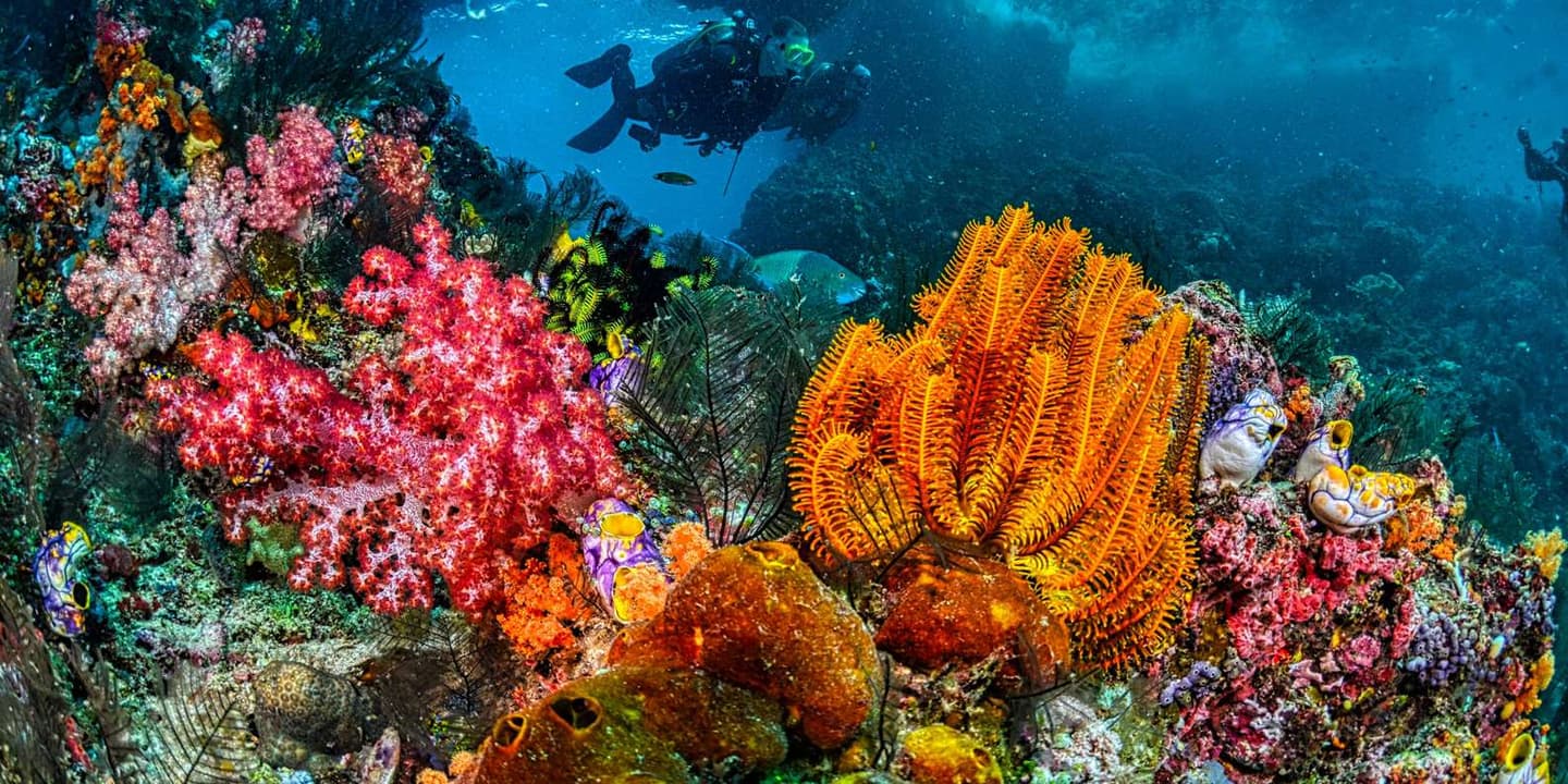 Sharm El Sheikh: Guided Shore Scuba Diving Adventure