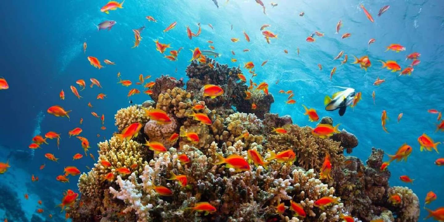 Sharm El Sheikh: Ras Mohammed Snorkelling Boat Tour