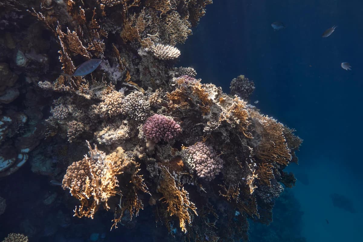 Red Sea Reef Health Audit 2026: Sharm vs Marsa Alam Field Data