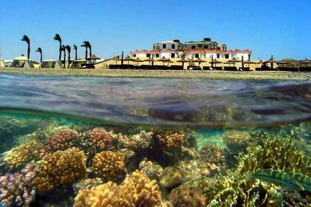 coral garden - Image 1