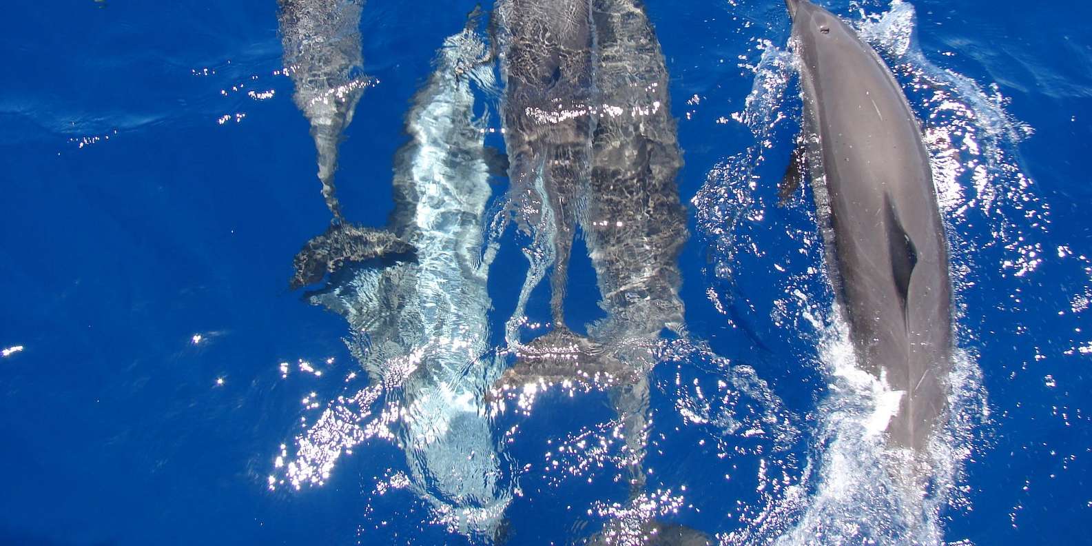 Hurghada: VIP Dolphin House, Snorkelling & Massage