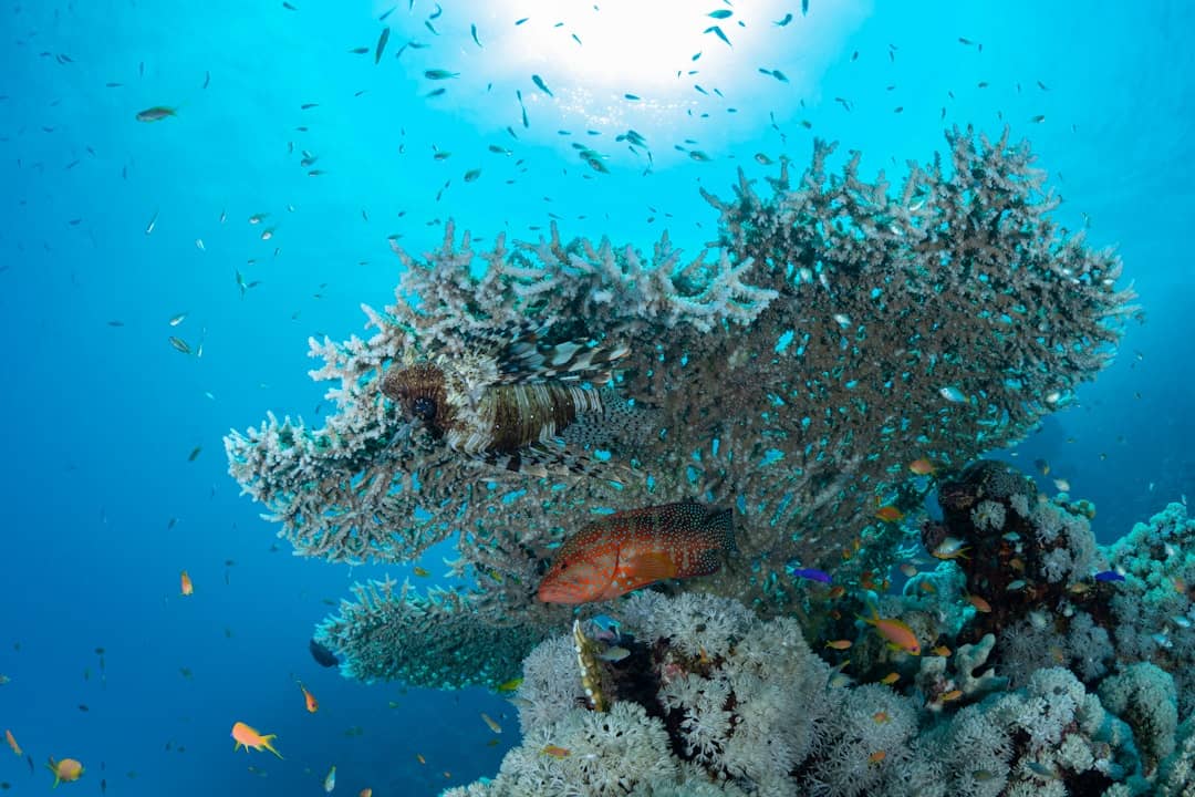 Protecting Red Sea Coral Reefs: How You Can Help