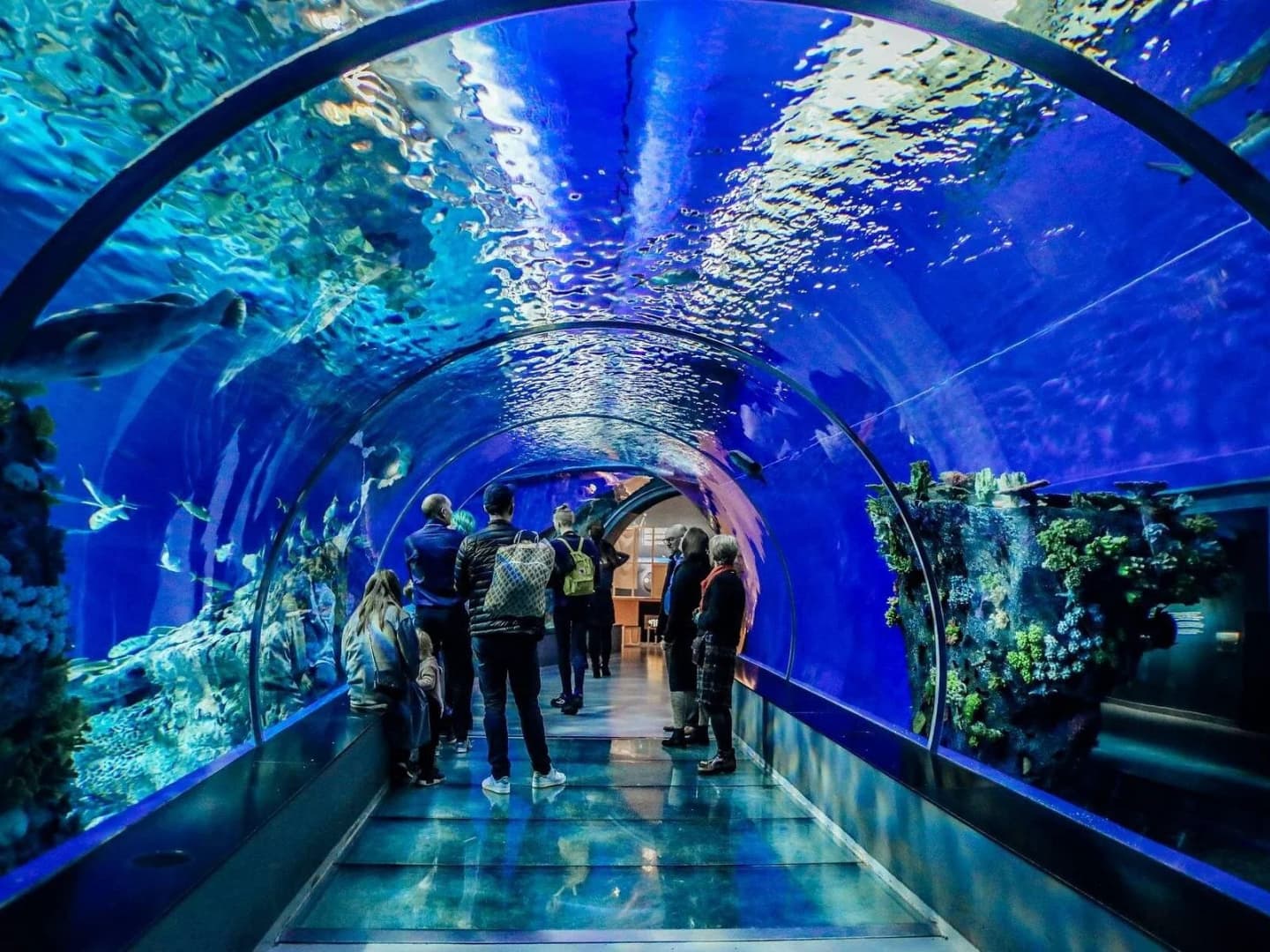 Hurghada: Grand Aquarium Skip-the-Line Ticket