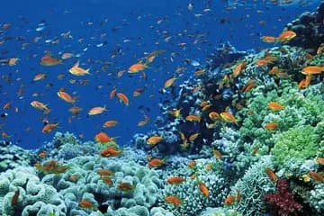 Tiran Island Full Day Sea Cruise with Snorkeling and Lunch - Image 1