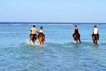 Private Horseback riding in Marsa Alam and Port Ghalib - Image 1