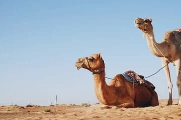 Desert Adventure Camel or Horse Ride Experience - Sharm El Sheikh - Image 1