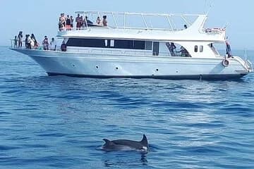 Samadai Reef Dolphin Swimming Adventure & Lunch – Marsa Alam - Image 1