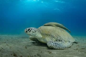 Abu Dabbab Snorkeling Adventure: Explore Vibrant Reefs- El Quseir - Image 1