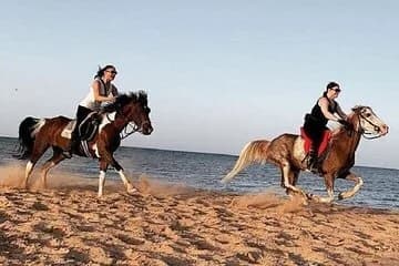 Swimming by Horse at Red Sea Beach & Desert with Dinner- Hurghada - Image 1