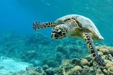 Swimming with Dugong & Turtles in Abu Dabbab & Transfer -Hurghada - Image 1