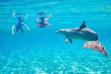 Private Dolphin House Speedboat Parasailing Adventure - Hurghada - Image 1