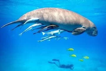 Marsa Alam: Snorkeling Trip to Marsa Mubarak, Lunch and Transfer - Image 1