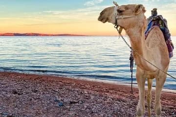 Sunrise Camel riding desert and sea in Marsa Alam - Image 1