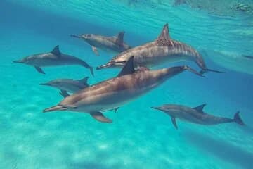 Sea Trip Snorkeling at Sataya Dolphin House in Marsa Alam - Image 1