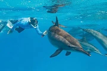Dolphin House Samadai Reefs Boat Trip from Marsa Alam - Image 1