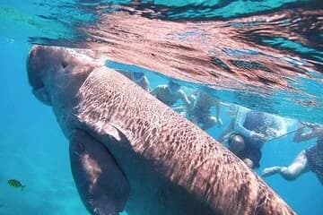 Marsa Mubarak Snorkeling Sea Trip with Transfer and Lunch - Image 1