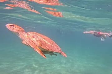 Marsa Mubarak by Luxury Boat Swimming with Dugong and Turtle - Image 1