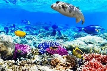 Diving & Snorkeling Boat Trip to Ras Mohamed Sharm El Sheikh - Image 1