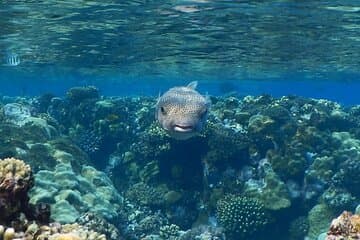 Diving in Hurghada