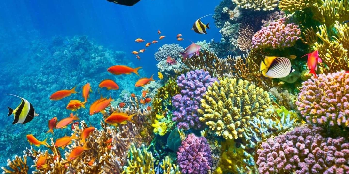 Sharm El Sheikh: Red Sea Diving or Snorkelling